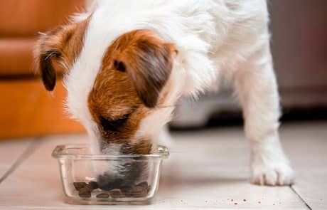 Alimentation du chien