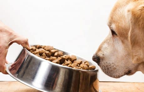 Alimentation chien