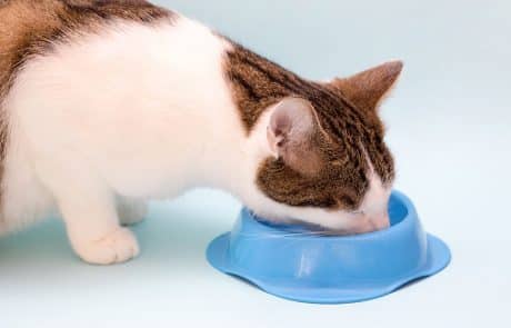alimentation du chat
