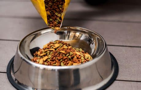 nourriture pour chien