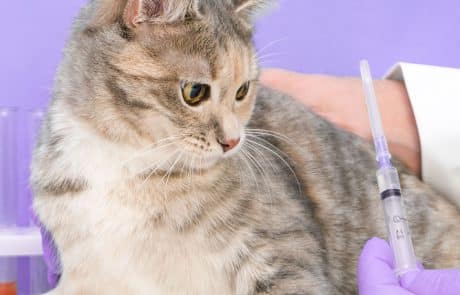 vaccination du chat