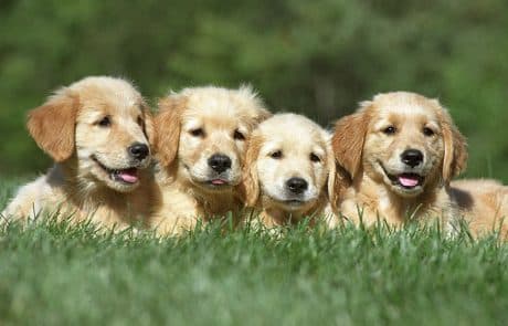 chiots
