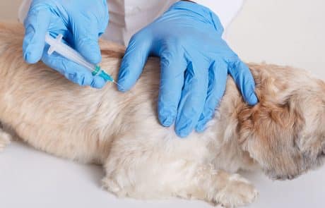 vaccination chien