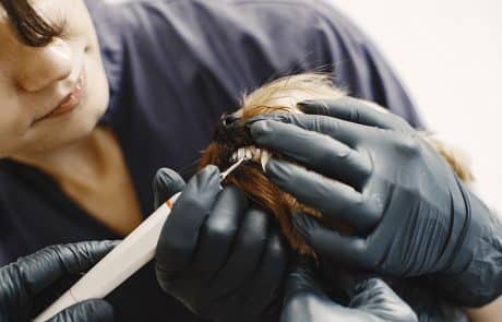 dentition du chien