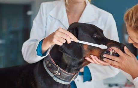 dentition du chien