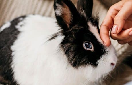 Lapin