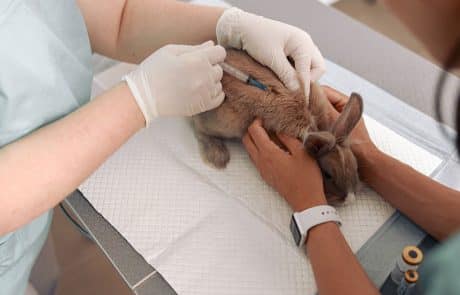 vaccin lapin