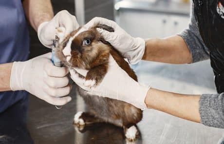 Lapin