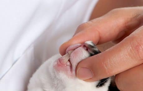 dentition du lapin