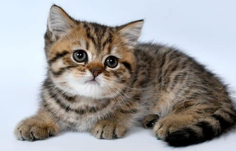 vaccination du chaton