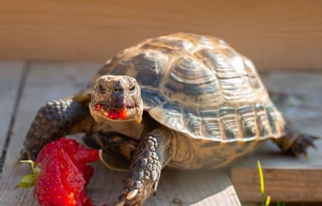 Tortue