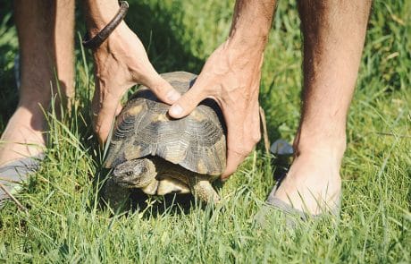Tortue
