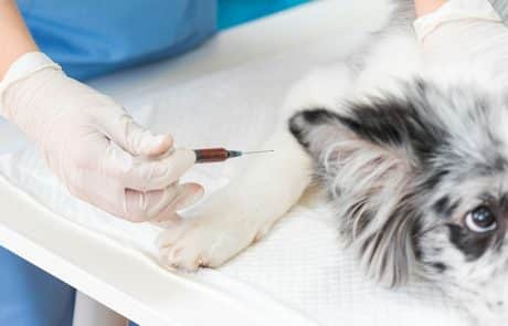 vaccination du chien