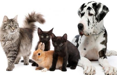 animaux de compagnie