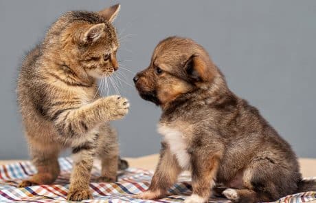 chaton et chiot