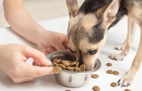 chiot mange gamelle