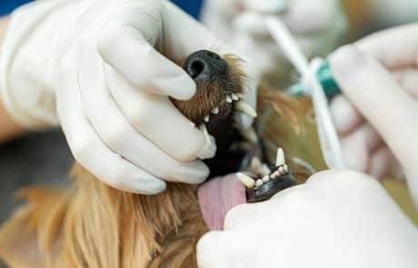 dents chien