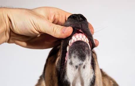chien dents