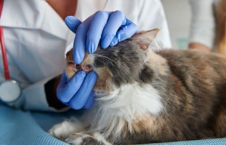 chat-exam-dents
