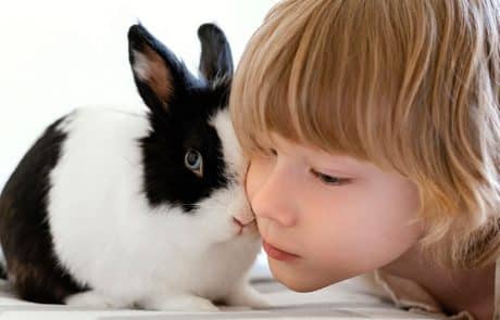 Lapin avec un enfant